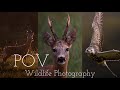 You wont believe how close i got to these animals  pov relaxing wildlife photography