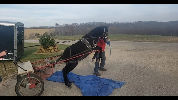 Training a Jumping Mule to pull a cart