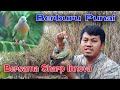 Berburu Punai dengan senapan angin - Heru Hunter