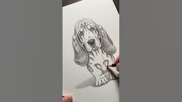 Realistic Dog Pencil Sketch | Step-by-Step Drawing Tutorial for Beginners #pencilsketch #dogdrawings