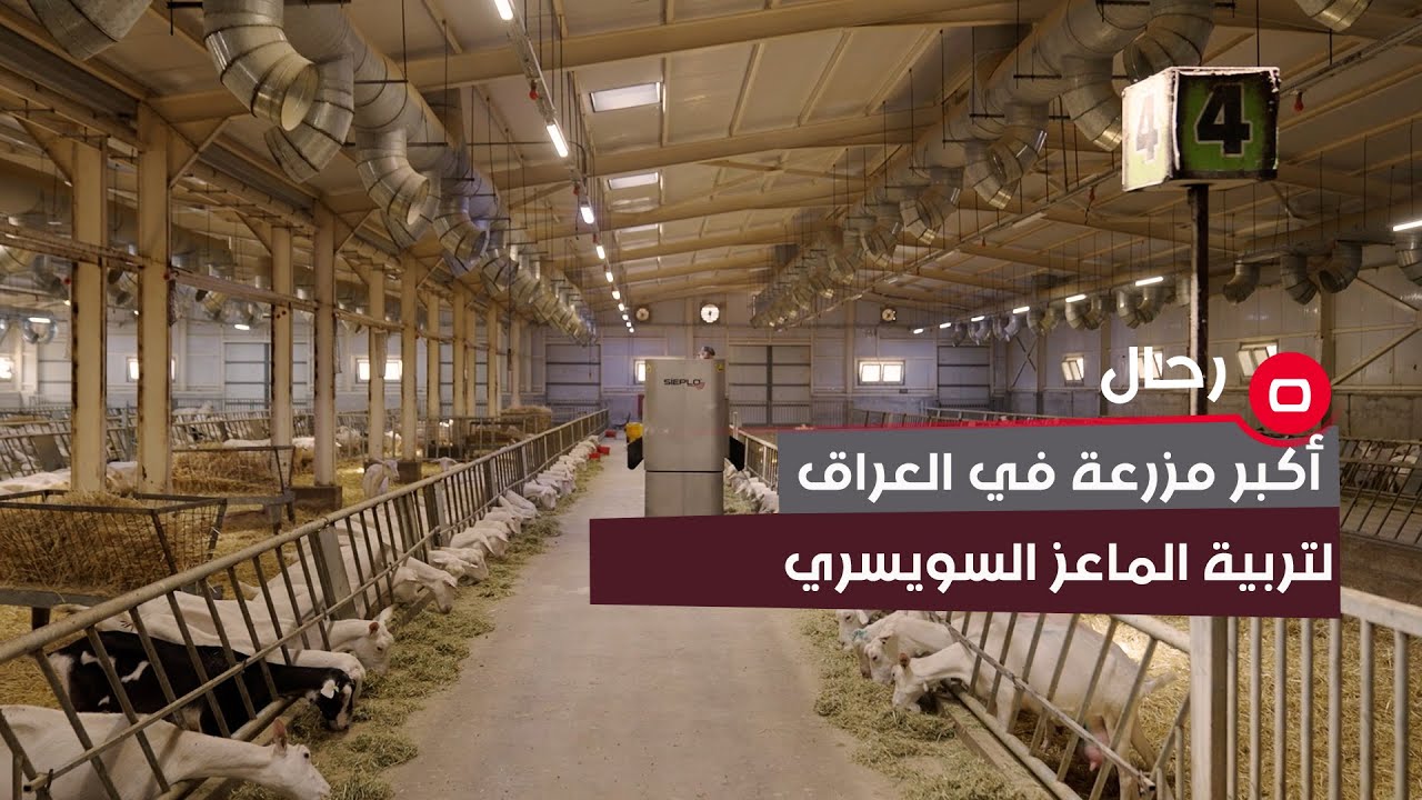 اكبر مزرعة في العراق تنفرد بتربية الماعز السويسري