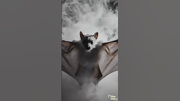 I Thought It Was Just Smoke… Until It Started Flying