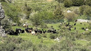 Elias the Shepherd of Lehfed: How “Goats” are Handled in the Mountains