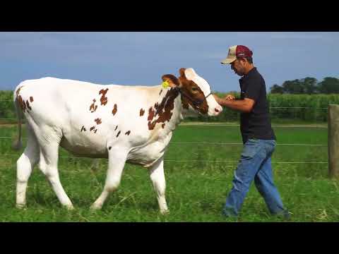 LOTE 101 NP7320