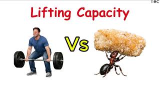 How Many Ants = The Strength Of An Average Human