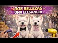 DOBLE WESTIE (SERVICIO GROOMING CANINO) #mobilegrooming #viralvideo #doggroomer #fyp #westiedog