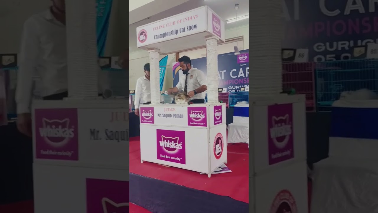 THE FELINE CLUB OF INDIA 😃😎