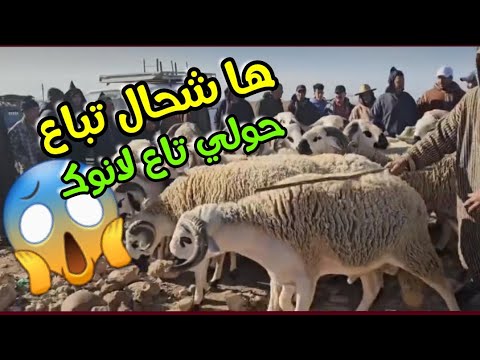مباشرة من تجمع حميس قصبة دار الشافعي لوشم الصردي 