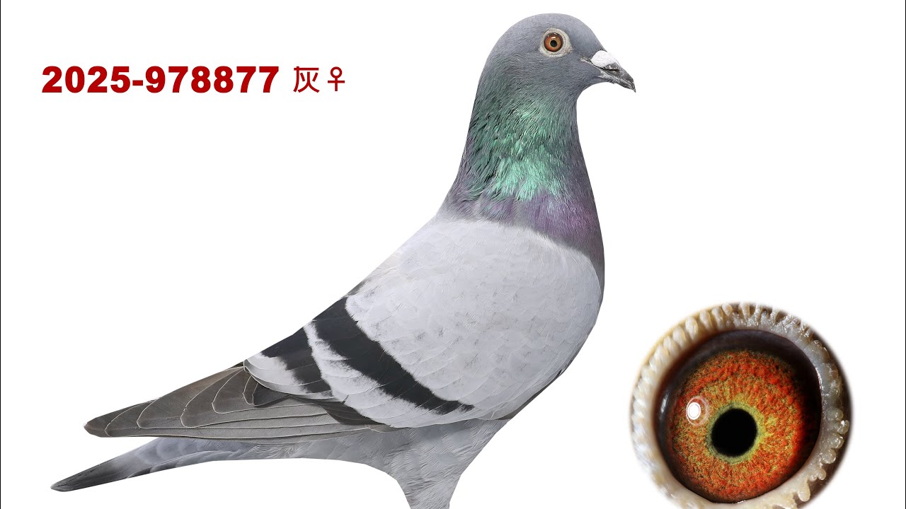 2026年震豐鴿舍-李忠哲，新春特別拍賣會2025-978877 灰母，全兄已作出屏海亞軍，母親為鴻海冠軍。#震豐鴿舍#李忠哲#恆盟賽鴿網#pigeon 