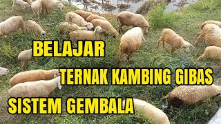 Download Lagu Cara Beternak Kambing Gibas dan Memilih Indukan yang Bagus MP3