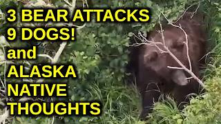 3 Bear attacks, 9 dogs and Alaska Native thoughts