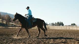 Tennessee Jed 3 Year Old Gelding