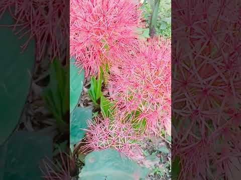 Blood Lily -A gift of Nature-beautiful flower#shorts