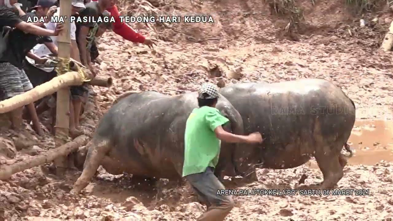 Toraja Buffalo Fight. Part 4 Arena Pala'tokke La'bo.
