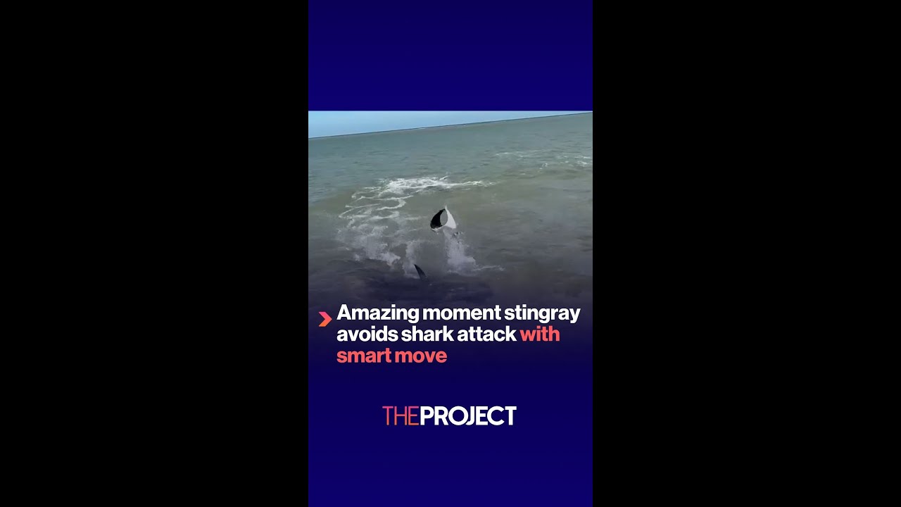 Amazing moment stingray avoids shark attack with smart move