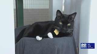 Adopt, don't shop: Second Chance's holiday pet advice
