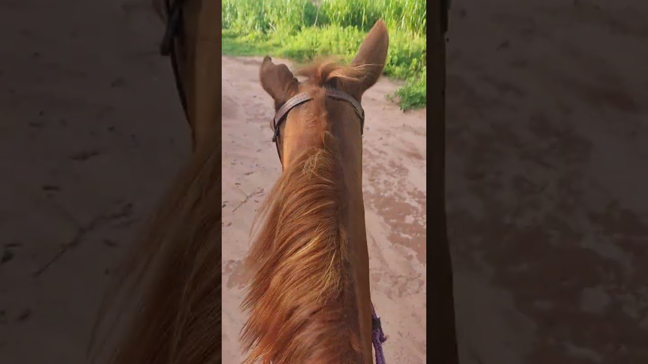 Passeando a cavalo na estrada 😍🤠