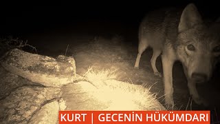 Gecenin Hükümdarı Kurtların Gizemli Uluması