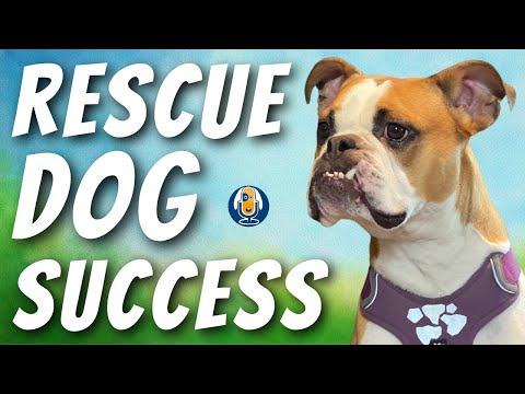 How to Train a Rescue Dog with Behavior Problems #78