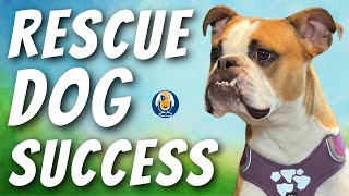 How to Train a Rescue Dog with Behavior Problems #78