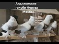 АНДИЖАНСКИЕ ГОЛУБИ ФЕРУЗА