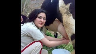 طريقة حلب البقرة باستعمال اليدين How to Milk a Cow By Hand