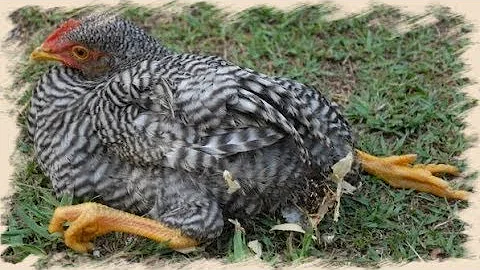 Mareck en Gallos y gallinas