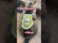 Một ca khúc Bolero trữ tình lãng mạn #cat #meow #cats #meowmeowapp #pets #meo