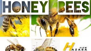 Honey Bees Make Honey ... and Bread | Deep Look #honeybee