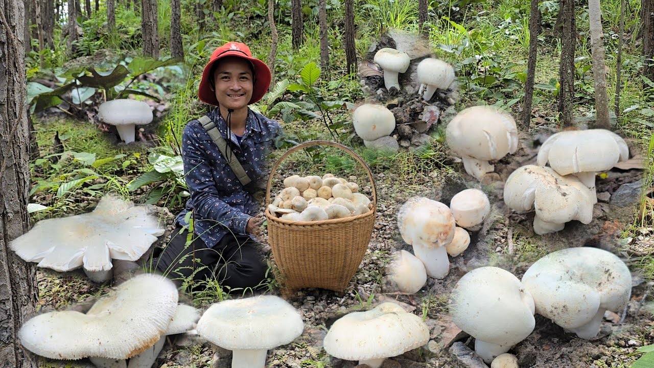 อลังการเห็ดตะไค!!ดอก ใหญ่ๆสวยๆพูนๆกะต่าใหญ่ๆ!!12ก.ย68หมานๆครับผม