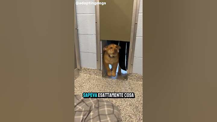 CANE FINALMENTE ADOTTATO (la sua reazione🥺🥲❤️) #cane #animali #commovente #carino #dolce #shorts
