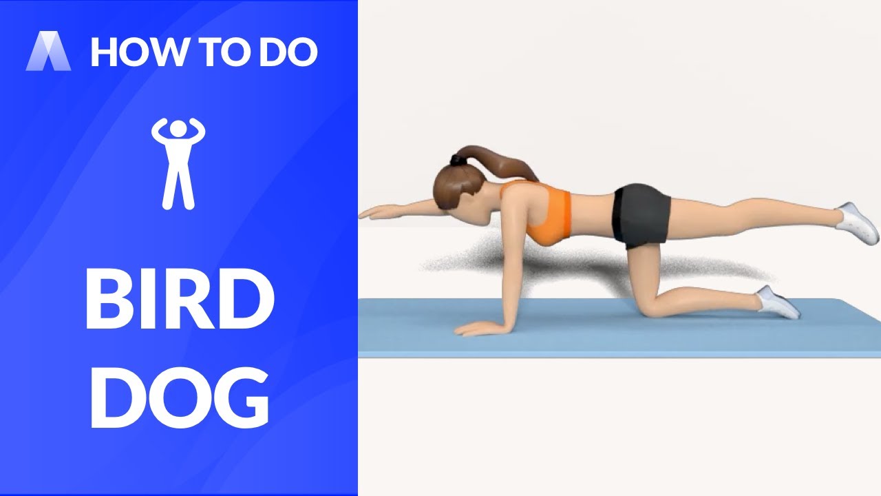 How to Do：BIRD DOG YouTube