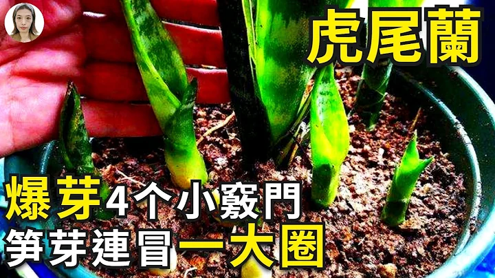 虎尾蘭（虎皮蘭）爆芽並不難，選對盆換換土，新芽蹭蹭竄1盆變10盆|花花世界 - 天天要聞