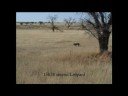 Kgalagadi Lion vs Leopard