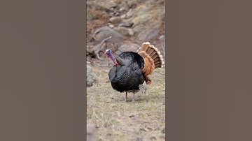 Thumbnail of wild turkey sounds