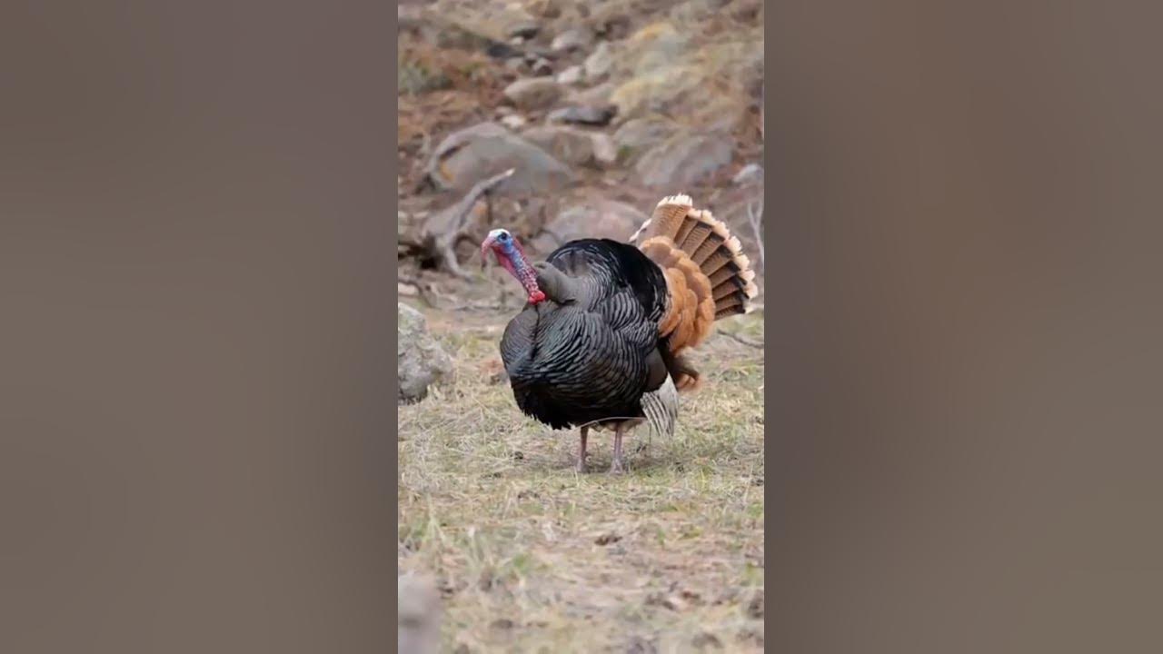 wild turkey sounds