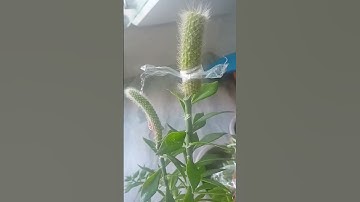 ghép xương rồng #grafting