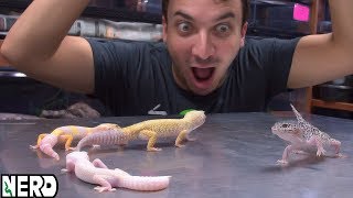 ARE LEOPARD GECKOS LAME? Or the most amazing pet?