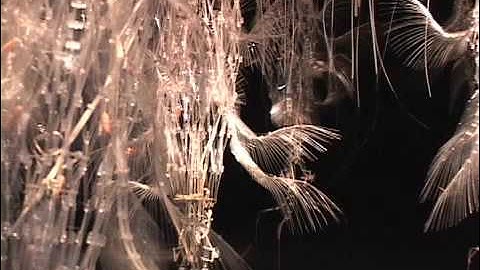 SCOOP2009 : The SIGGRAPH 2009 Juried Art Show