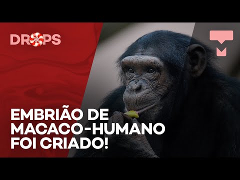 Vídeo: Criaturas Fabulosas Ou Híbridos Humanos? - Visão Alternativa