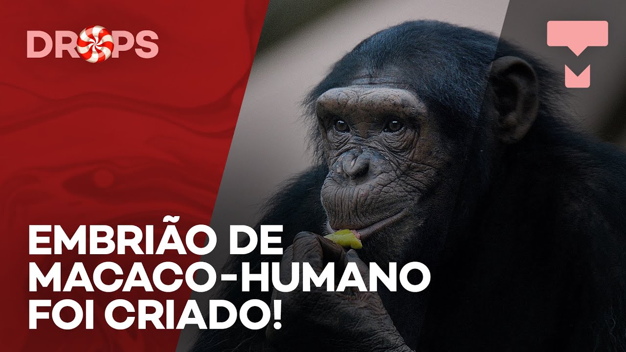 G1 - Mapa genético do macaco bonobo é 98,7% igual ao humano, diz pesquisa -  notícias em Ciência e Saúde