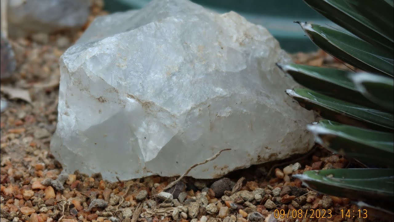 My First Vlogging Video In Flower Dome Exhibition Area