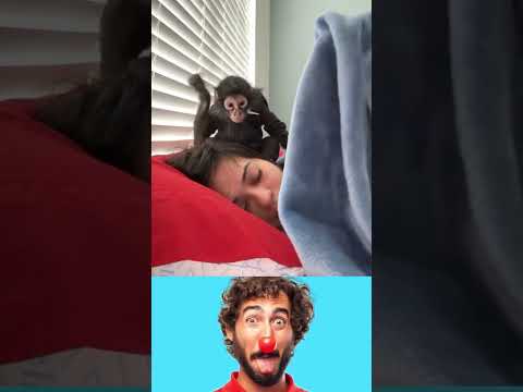 بحب النوم دويتو  ضحك كوميديا ترند شلتنا اعتني سعودية العراق سوريا لبنان الجزائر