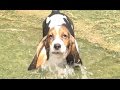 Baby Basset Hounds First Time Playing in Water! Way Too Cute!