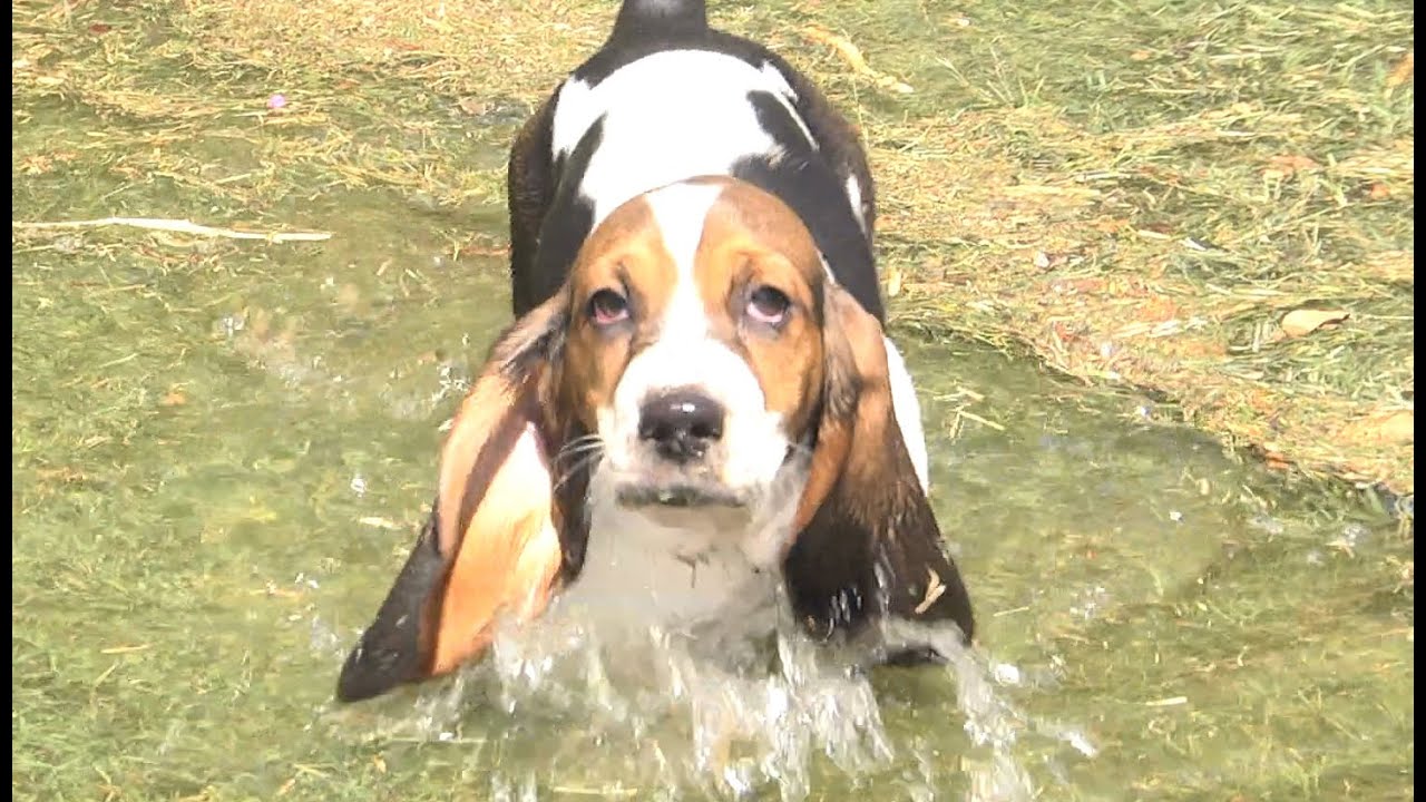 baby basset hounds