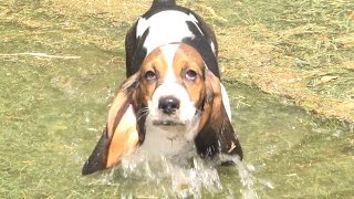 Baby Basset Hounds First Time Playing in Water! Way Too Cute!