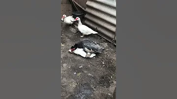 Спаривание Мускусных уток / Размножение уток