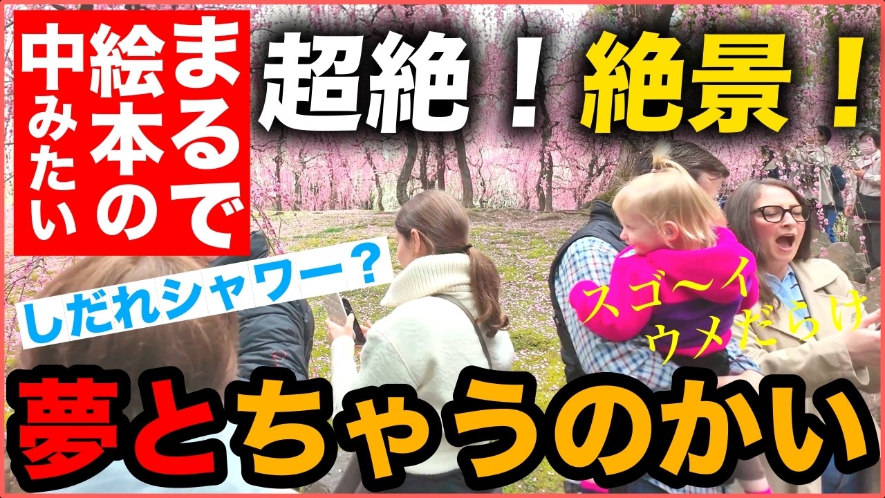 外国人観光客も感動する城南宮のしだれ梅 しだれ梅と椿まつりを満喫 kyoto japan