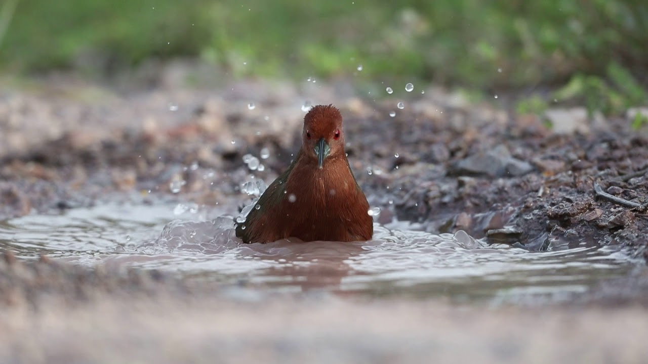 Ruddy-breasted Crake (Porzana fusca) 红胸田鸡 