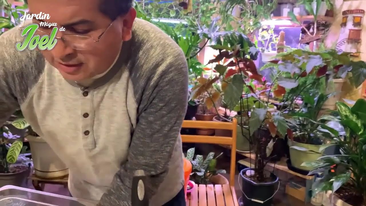 Cultivo de Violetas Africanas o SaintPaulas dentro de casa @jardinmagicodejoel